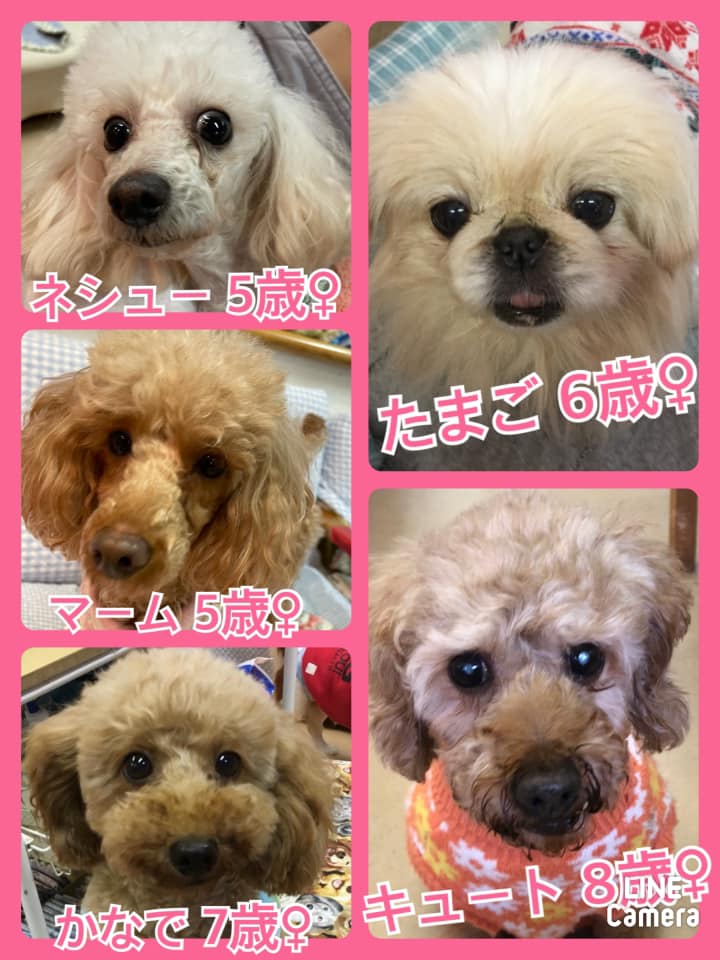 🐾今日の里親様募集中ワンコ🐶メンバーです🐾2021,1,24